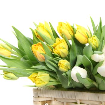 Bouquet of beautiful fresh yellow tulips with one or two white ones in a wicker basket isolated against a white background