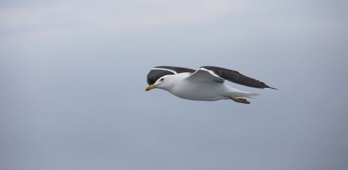 the gray seagull the flying of the sky