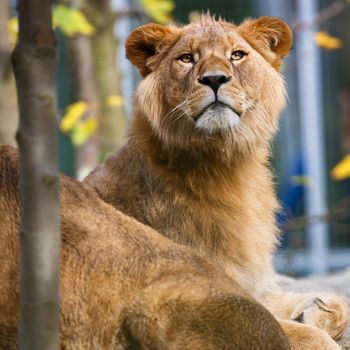 Close-up portrait of a majestic lioness (Panthera Leo)