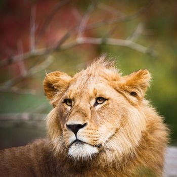 Close-up portrait of a majestic lioness (Panthera Leo)