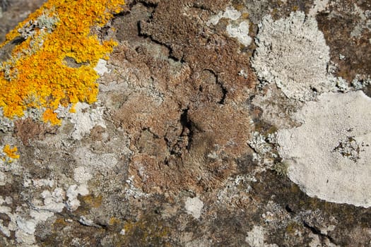 Colonies of sunburst lichen and brain lichen, Xanthoria parietina and Diploicia canescens, on rock.