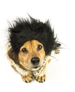a hair dog