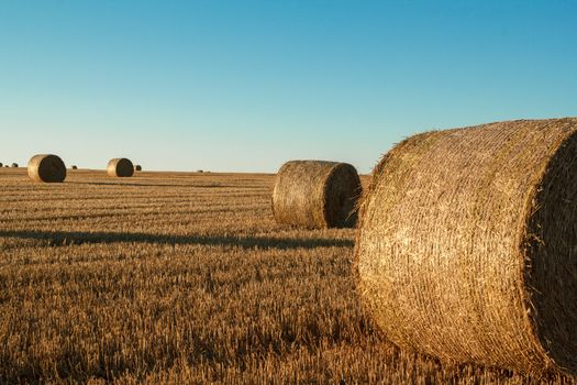 hay bale in the foreground of orange rural field 