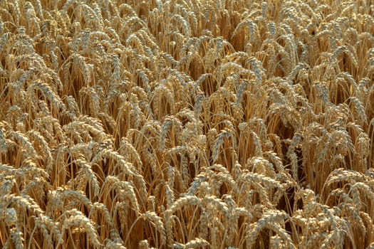 detail of gold wheat field in sunny day