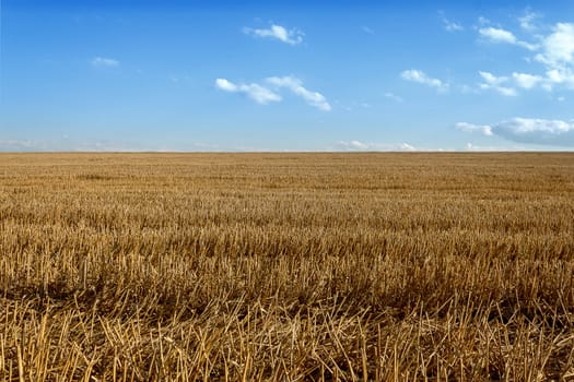 rural landscape, harvested gold wheat field against blue sky