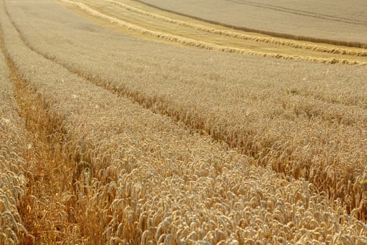 rural landscape, partially harvested gold wheat field