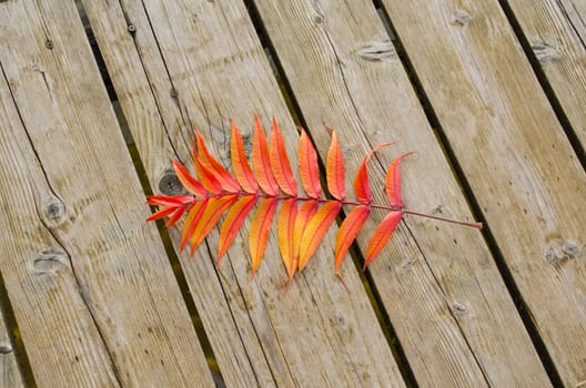 beautiful orange color autumn leaf lie on wooden lake bridge.