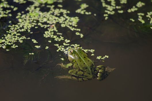 the green frog
