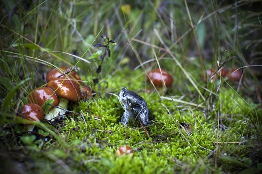 Assembly of mushrooms in a clearing in the forest