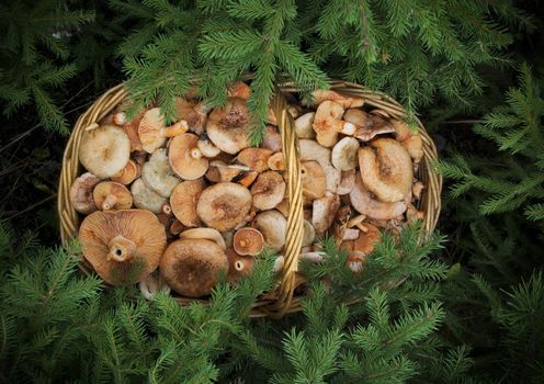 basketful of mushrooms under the branches of spruce