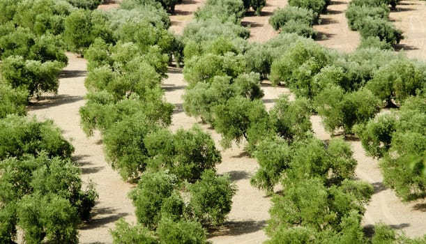 the rows of olive trees