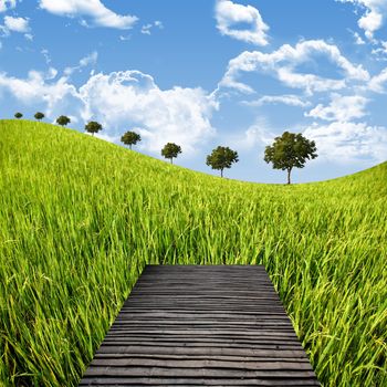 Terrace on the rice field, Countryside travel concept