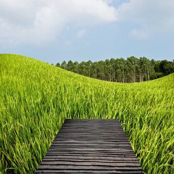 Countryside travel concept, Terrace on the rice field