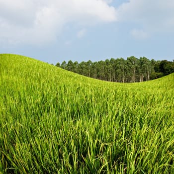 Rice field and farm with blue sky