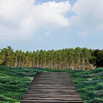 Terrace to the forest