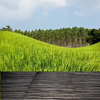 Terrace on the rice field, Countryside travel concept