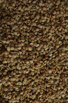 Hydroponically grown lentil sprouts for culinary use
