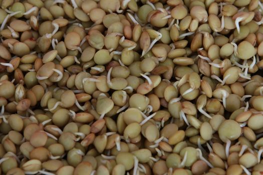 Hydroponically grown lentil sprouts for culinary use
