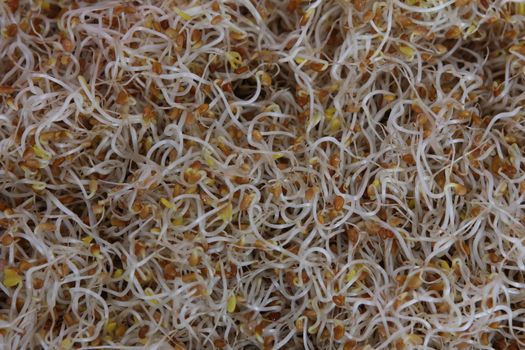 Hydroponically grown alfa alfa sprouts for culinary use
