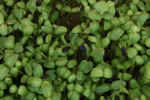 Sunflower sprouts

