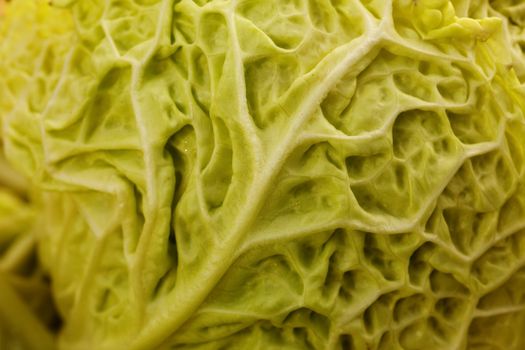 Close up of a crinkled leaf green savoy cabbage