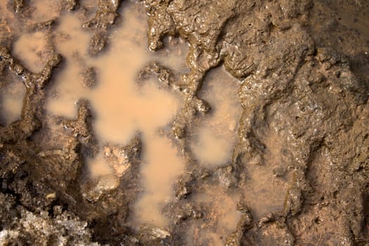 tire tracks in the mud