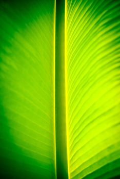 Banana leaves