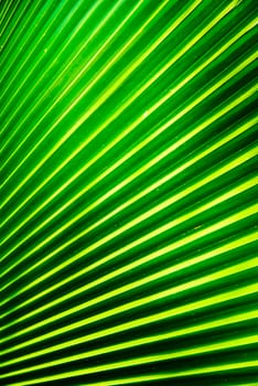 palm leaf