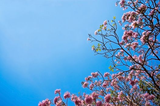 cherry flower on blue sky background