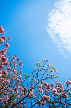 cherry flower on blue sky background