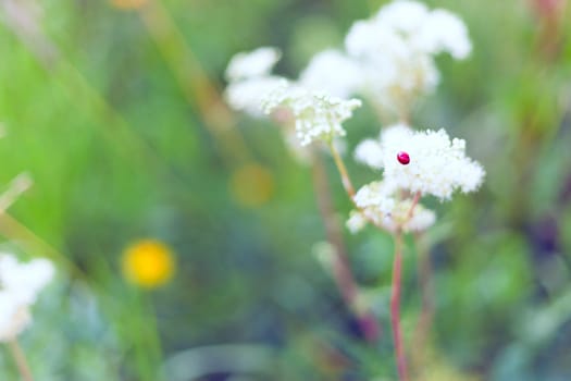 Big  insect (ladybug) on a flower.