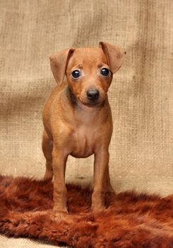 The Miniature Pinscher puppy, 2 months 1 week old