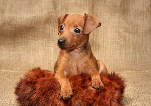 The Miniature Pinscher puppy, 2 months 1 week old