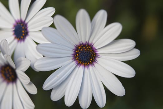 White african daisy flowers in the green garden