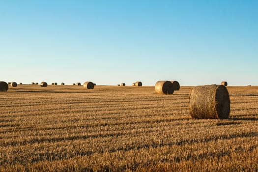 hay bale in the foreground of orange rural field 