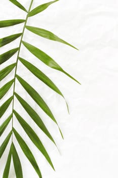 white crumpled paper background with palm leave