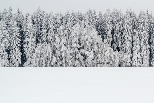 A serene winter landscape with trees covered in snow after a major snowfall 