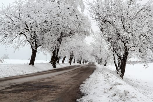 Nice winter landscape with trees snow and sun