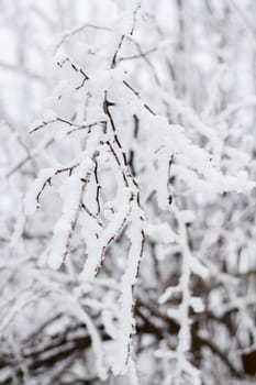 winter snow branches of tree in overcast