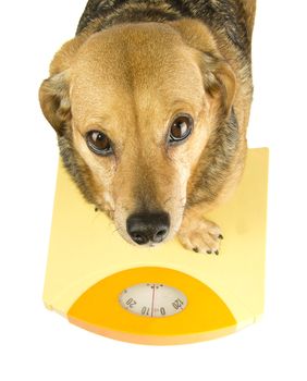 dog weigh