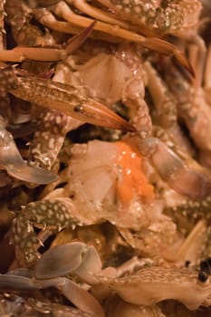 Stack of crabs, packed for sale