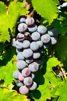 Grapes in vineyard in Balaclava. Crimea, Ukraine.