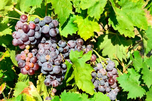Grapes in vineyard in Balaclava. Crimea, Ukraine.