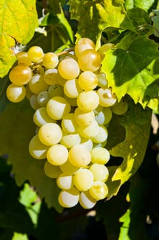 Grapes in vineyard in Balaclava. Crimea, Ukraine.