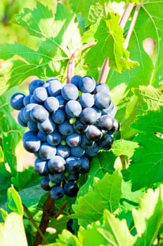 Grapes in vineyard in Balaclava. Crimea, Ukraine.