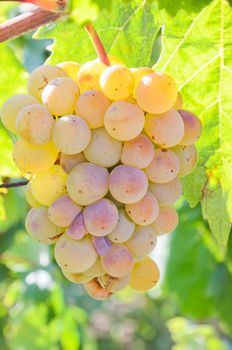 Grapes in vineyard in Balaclava. Crimea, Ukraine.