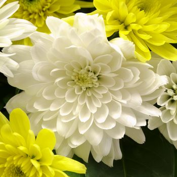 Beautiful chrysanthemum
