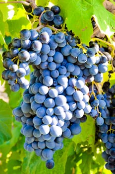 Grapes in vineyard in Balaclava. Crimea, Ukraine.