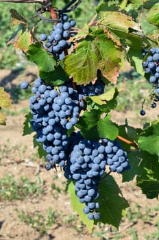 Grapes in vineyard in Balaclava. Crimea, Ukraine.