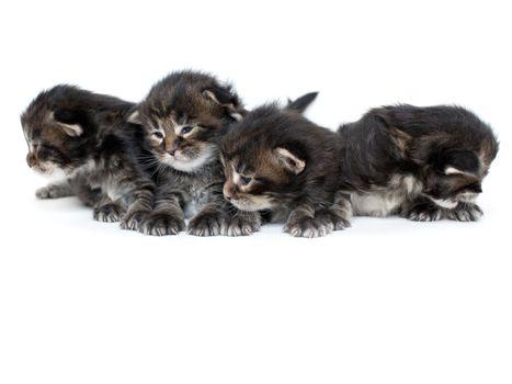 4 tabby kittens.